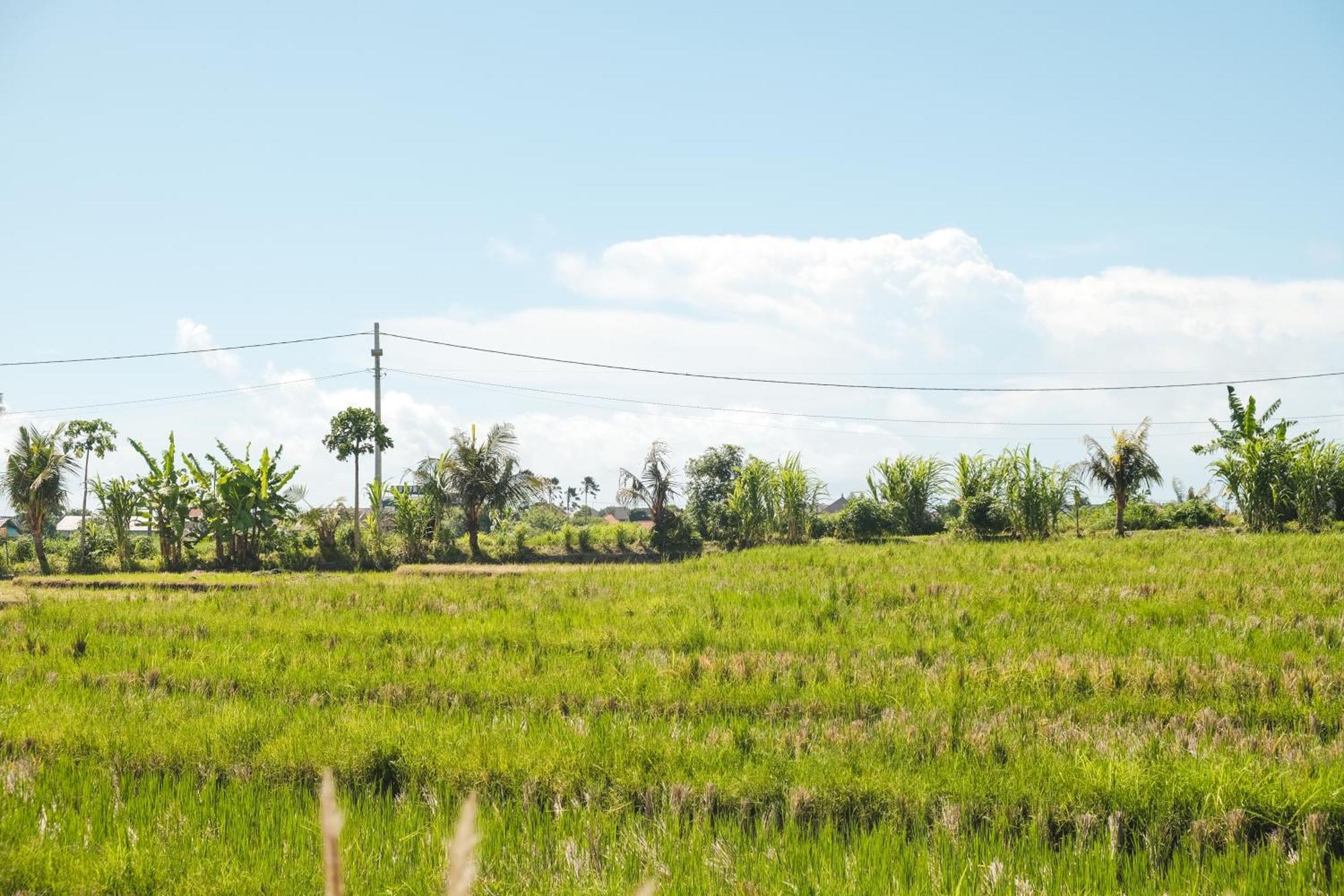 Padi Villa Canggu Чангу Экстерьер фото